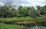 Rainbow Springs State Park