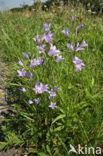 Rampion Bellflower (Campanula rapunculus)