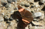 Rayed Sister (Adelpha lycorias)