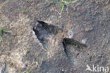 Roe Deer (Capreolus capreolus)