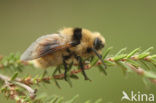 Deer botfly (Cephenemyia stimulator)