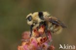 Deer botfly (Cephenemyia stimulator)