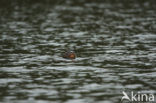 Giant Otter (Pteronura brasiliensis) 