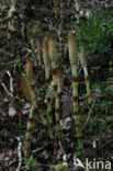 Great Horsetail (Equisetum telmateia)