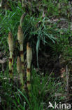 Great Horsetail (Equisetum telmateia)