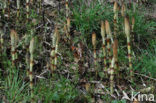 Great Horsetail (Equisetum telmateia)