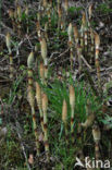 Great Horsetail (Equisetum telmateia)