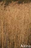 Riet (Phragmites australis)