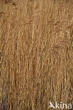 Riet (Phragmites australis)