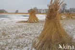 Riet (Phragmites australis)