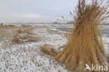 Riet (Phragmites australis)