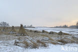 Riet (Phragmites australis)