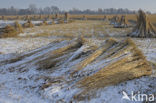 Riet (Phragmites australis)