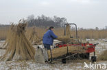 Riet (Phragmites australis)