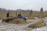 Riet (Phragmites australis)