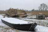 Riet (Phragmites australis)