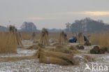 Riet (Phragmites australis)