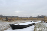 Riet (Phragmites australis)