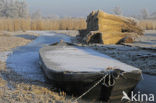 Riet (Phragmites australis)