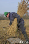 Riet (Phragmites australis)