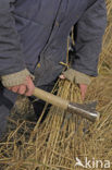 Riet (Phragmites australis)