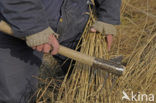 Riet (Phragmites australis)