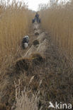 Common Reed (Phragmites australis)