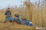 Common Reed (Phragmites australis)