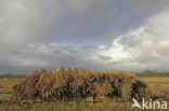 Riet (Phragmites australis)