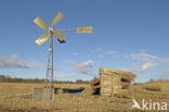 Riet (Phragmites australis)