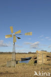 Riet (Phragmites australis)