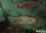 Common rudd (Scardinius erythrophthalmus)