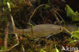 Common rudd (Scardinius erythrophthalmus)