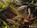 Common rudd (Scardinius erythrophthalmus)