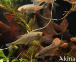 Common rudd (Scardinius erythrophthalmus)