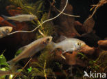 Common rudd (Scardinius erythrophthalmus)
