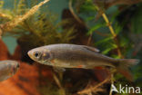 Common rudd (Scardinius erythrophthalmus)