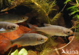 Common rudd (Scardinius erythrophthalmus)