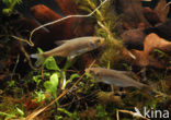 Common rudd (Scardinius erythrophthalmus)