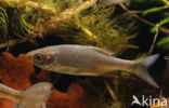 Common rudd (Scardinius erythrophthalmus)