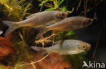Common rudd (Scardinius erythrophthalmus)