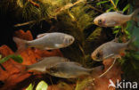 Common rudd (Scardinius erythrophthalmus)