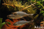 Common rudd (Scardinius erythrophthalmus)