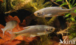 Common rudd (Scardinius erythrophthalmus)