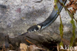 Grass Snake (Natrix natrix)