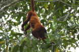 Rode brulaap (Alouatta seniculus)