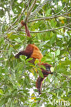 Rode brulaap (Alouatta seniculus)