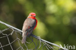 Vermilion Flycatcher (Pyrocephalus rubinus)