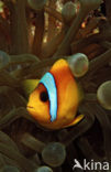 Rode zee anemoonvis (Amphiprion bicinctus)