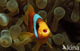 Rode zee anemoonvis (Amphiprion bicinctus)